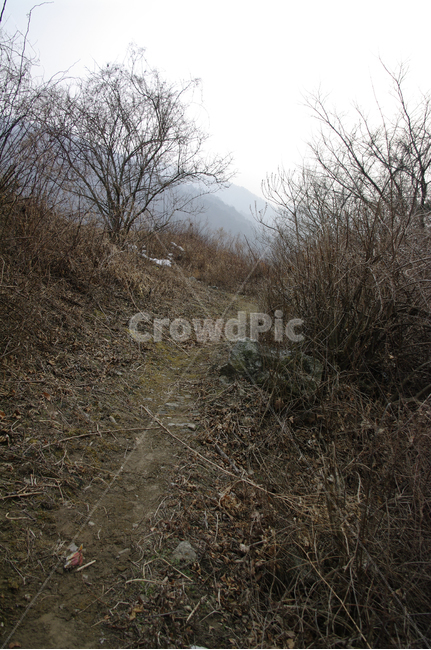 겨울,식물,plant,자연,흙길,dirtroad,자연,풍경,nature,landscape