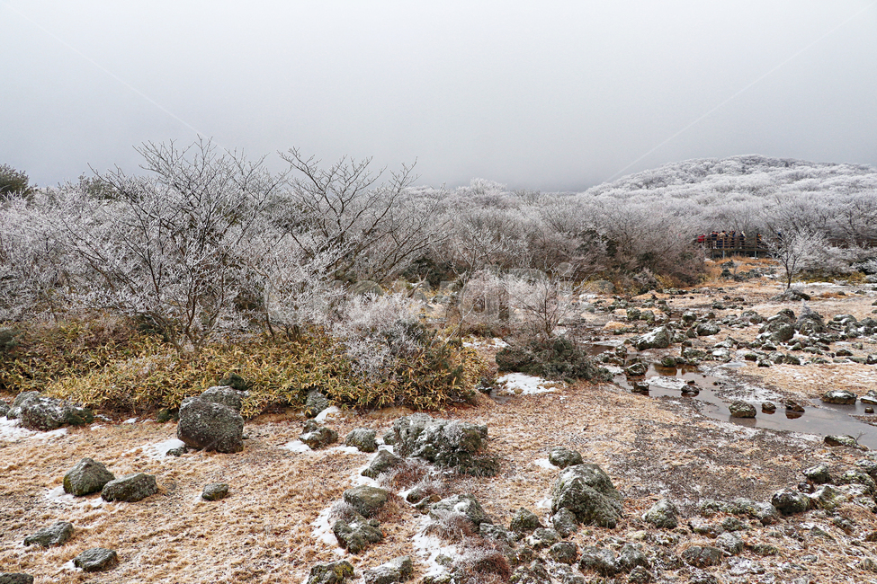 제주도,한라산,1100고지,한라산1100고지,설경,눈꽃,습지,겨울,겨울풍경,눈,snow,자연,옥외,nature,outdoors
