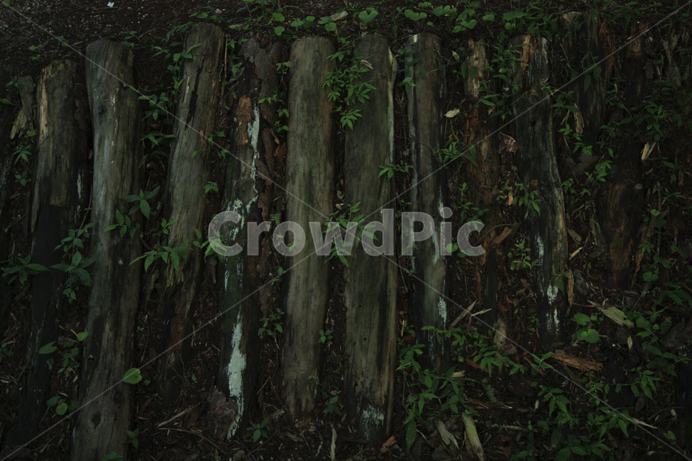 나무,자연,식물,tree,forest,nature,여름,녹음,숲,흙,음산한,홍제동,개미마을,감성,칙칙한