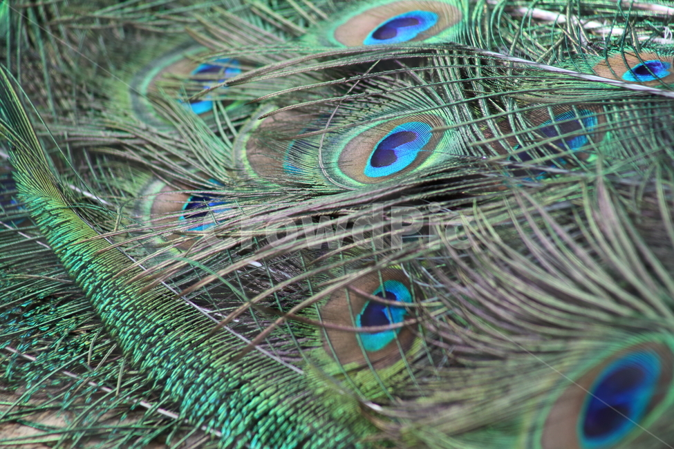 공작,깃털,공작새,feather,peacock