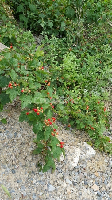 산딸기,야생,채집,시골,여름,복분자,국산,딸기,식물,자연,plants,nature