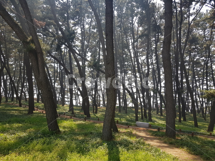 숲,나무들,산길,산속,소나무밭