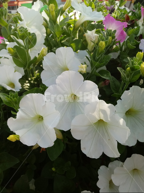 페튜니아,꽃,식물,flower,plant,commongardenpetunia,가지과,한해살이풀,식물,자연,plants,nature,꽃,flower