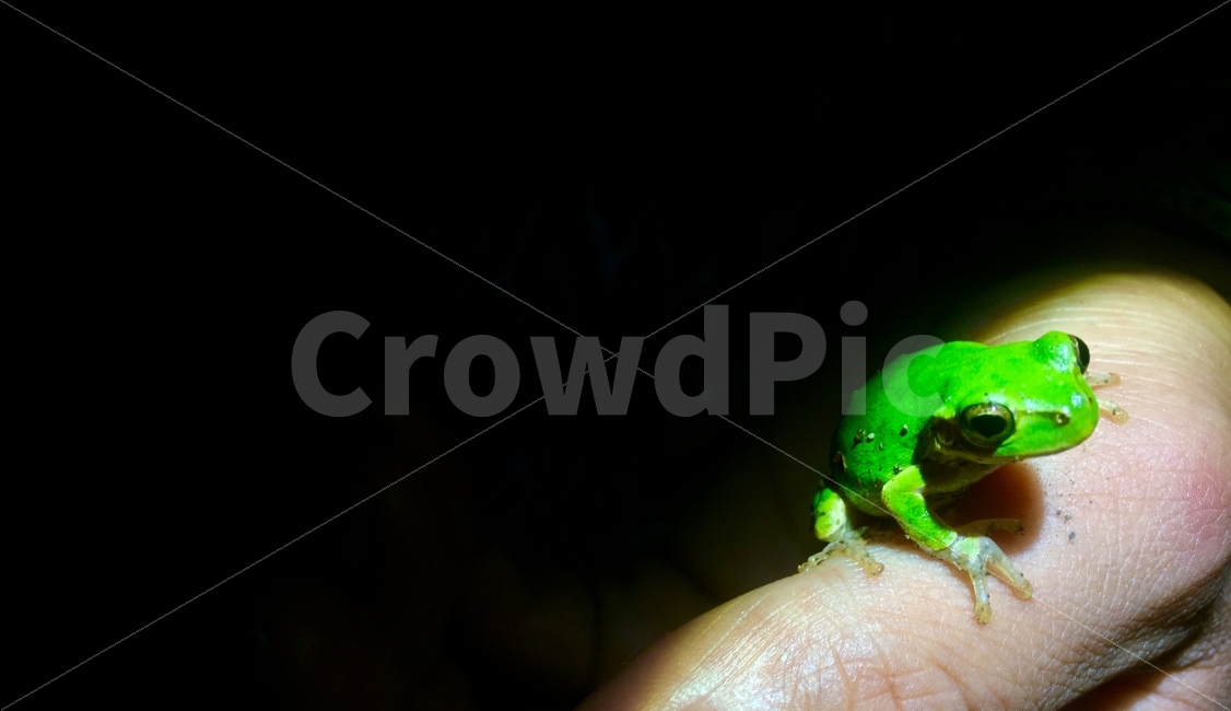 green,light,nature and people,tree frog,darkness