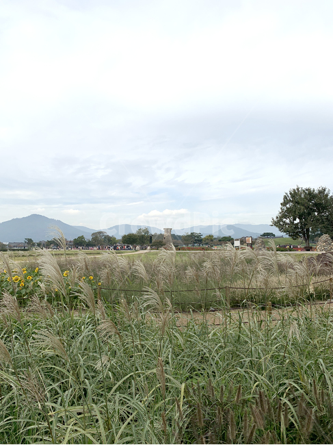 경주,첨성대,들,갈대,자연,나무,green,field,grassland,grass,plant,식물,가을