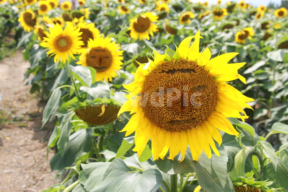 해바라기,강주마을,해바라기꽃,꽃,여름,식물,자연,plants,nature,꽃,flower