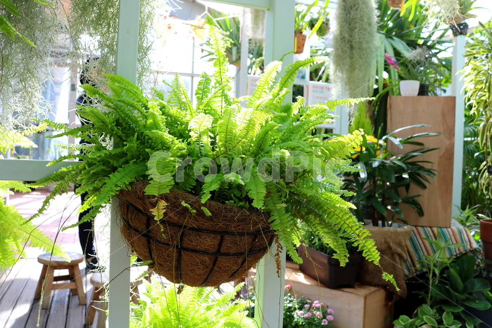 고사리,보스톤고사리,미국고사리,식물,고란초과,자연,식물원,식물,자연,plants,nature