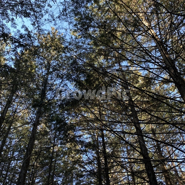 나무,숲,산,하늘,자연,자연,풍경,nature,landscape,tree,plant,식물,fir,전나무