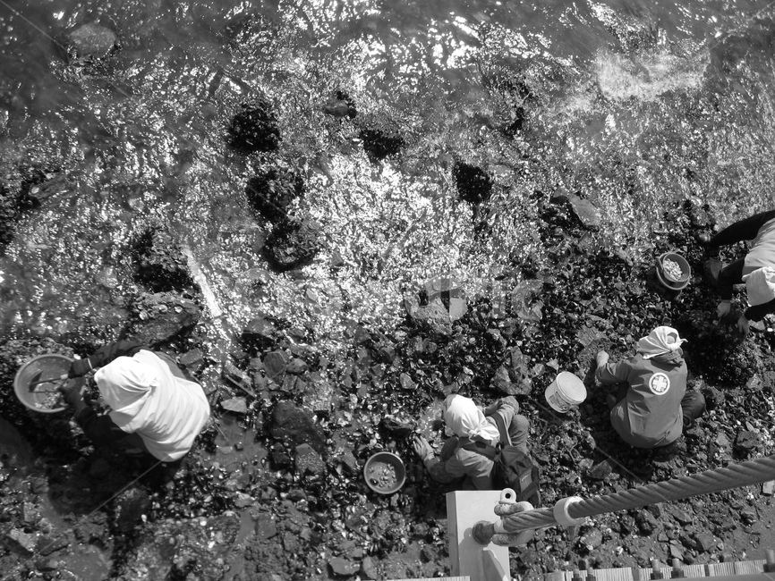 할머니,조개,채취,노동,바다,바닷가,삶,섬,흑백,모노톤,monochrome,black and white,어업,fishery,fishing industry