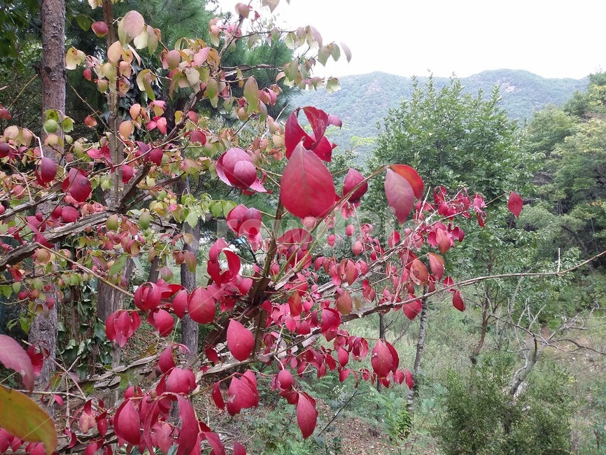 plant,식물,자연,나무,tree,식물,자연,plants,nature