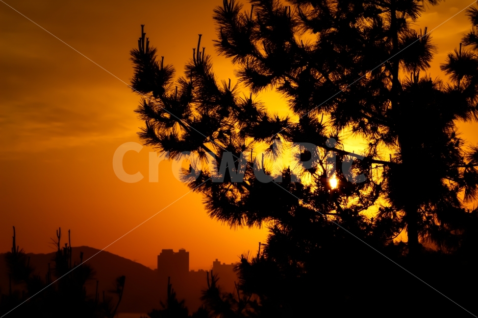 노을,분위기,소나무,자연,풍경,자연,풍경,nature,landscape,식물,plants,실루엣,그림자,silhouette,shadow,tree,나무,plant,sunlight,햇빛