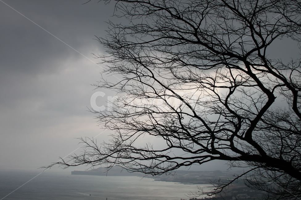 나무,역광,바다,tree,먹구름,구름,어두운