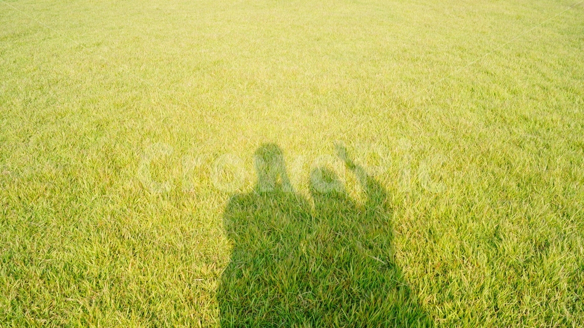 연인,커플,친구,잔디,ootd,사람,인물,인간,human,person,연인,커플,사랑,lover,couple,감정표현,기분,feeling,emotion,인물실루엣,사람실루엣,character silhouette,human silhouette,plant,식물,grass