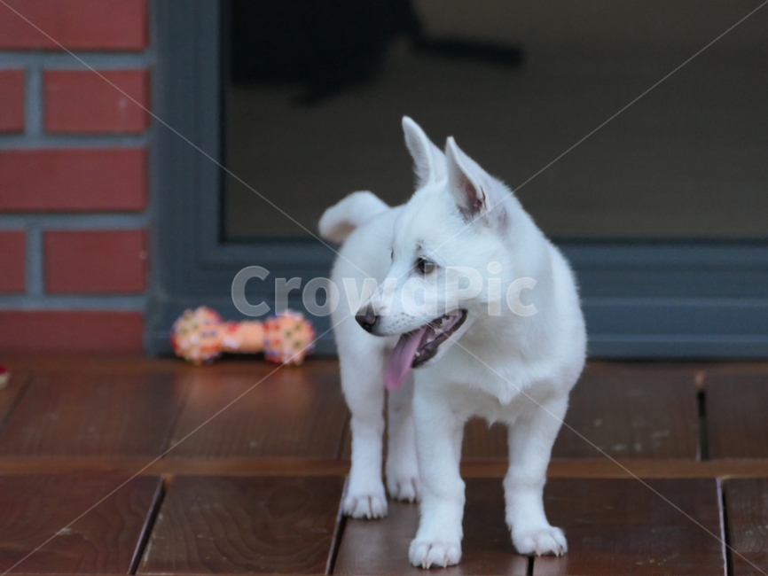 강아지,아기강아지,백구,댕댕이,흰둥이,잡종,귀여움,사랑스러움,babydog,puppy,dog,whitedog,동물,animal,포유류,mammal,개,강아지,dog,doggy