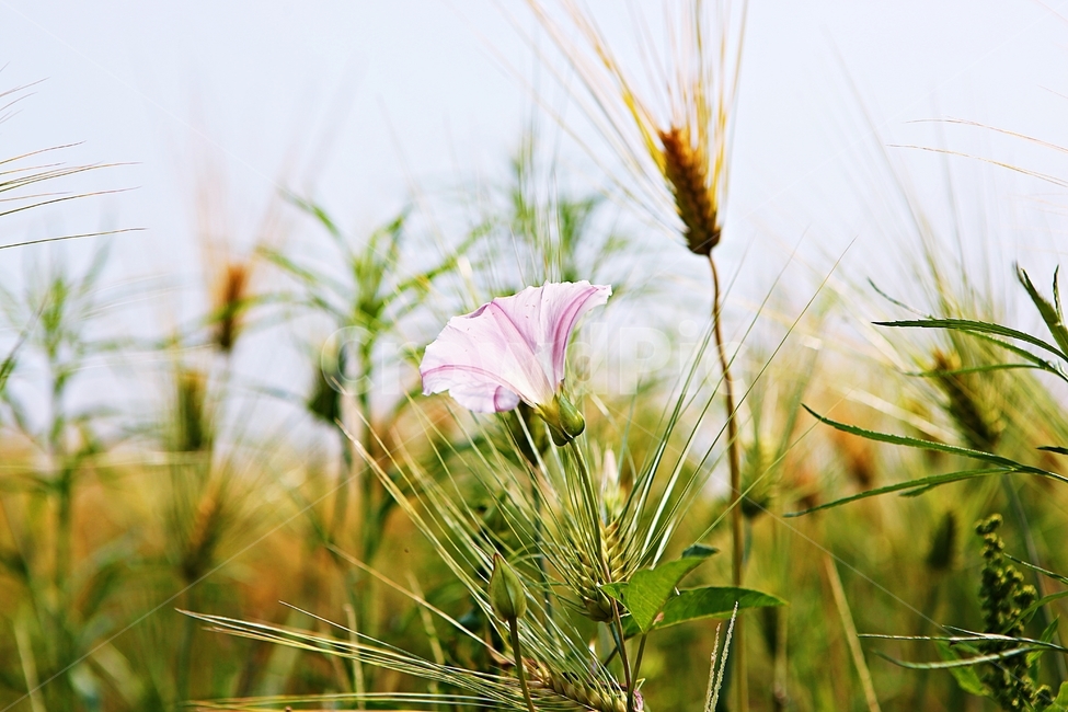 나팔꽃,보리밭,꽃,보리,곡식,자연,식물