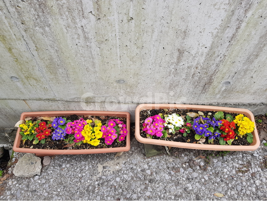 꽃,flower,flowers,화분,골목,식물,자연,plants,nature,꽃,flower