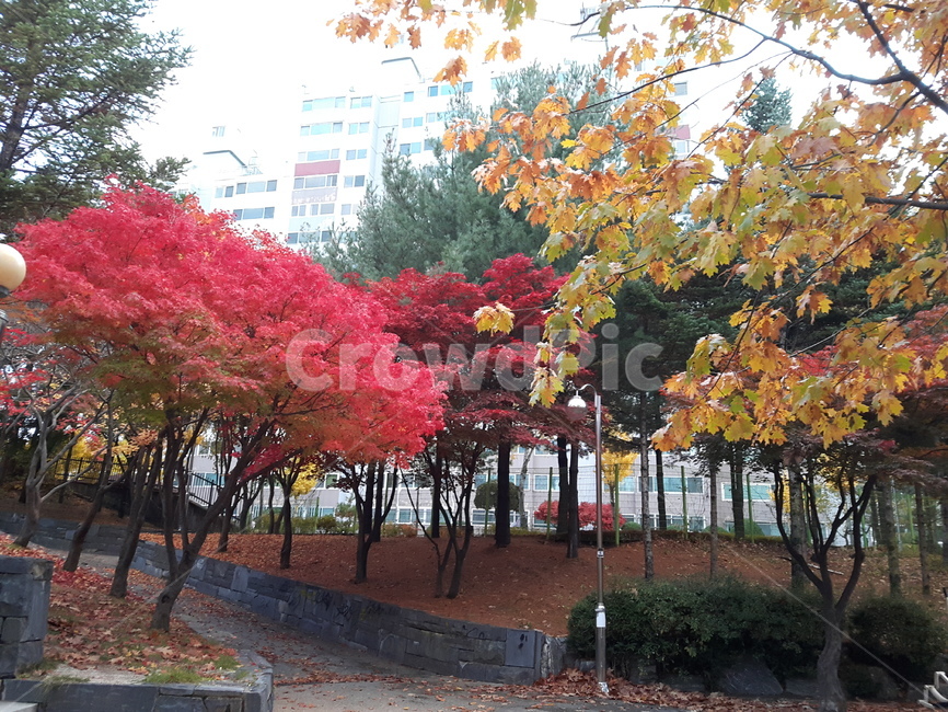 단풍,나무,풍경,경치,가을,가을,계절,fall,autumn,season,tree,plant,식물,maple