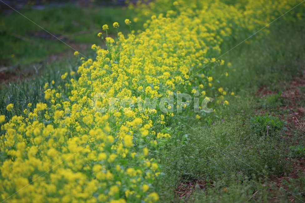 유채꽃,자연,풍경,봄꽃,배경,봄,계절,spring,season,식물,자연,plants,nature,꽃,flower,field,들,grassland,목초지,outdoors,옥외