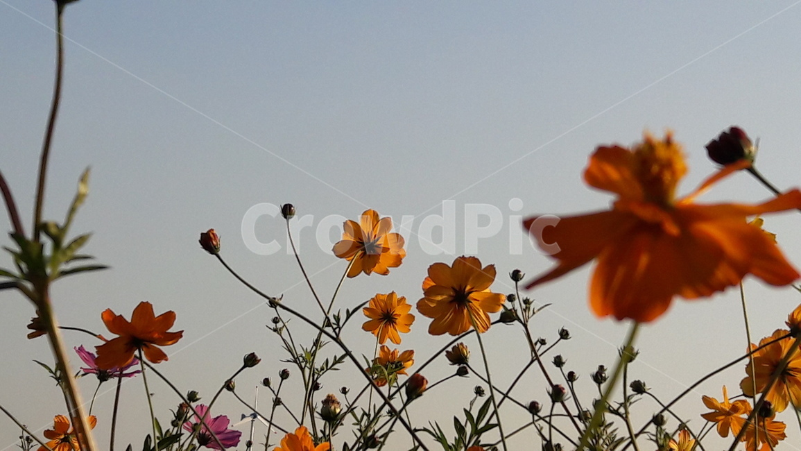 꽃,가을,코스모스,10월,예쁜,가을,계절,fall,autumn,season,식물,자연,plants,nature,꽃,flower,plant,blossom