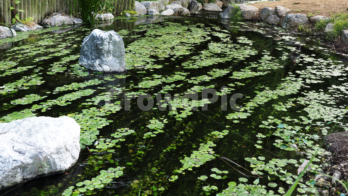 연잎,개울,물,잎사귀,lotus