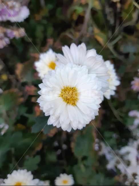 꽃,들꽃,하얀꽃,풍경,자연,신비