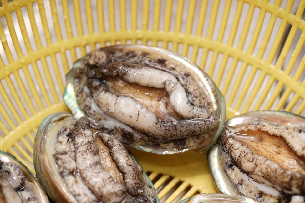전복,해산물,먹거리,안주,술안주,생물,먹방,해물,씨푸드,바다,음식,seafood,푸드,안주거리,회,전복회,안주꺼리,소주안주,음식,식재료,요리,food,cook,meal,dishes,food reserves,수산물,해산물,fishery products,seafood