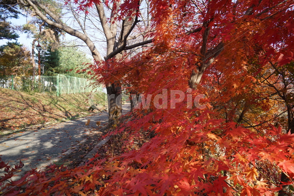단풍나무,가을단풍,단풍잎,leaf,잎,plant,식물,tree,나무,maple,단풍,가을,계절,fall,autumn,season,식물,자연,plants,nature,나무,trees,wood