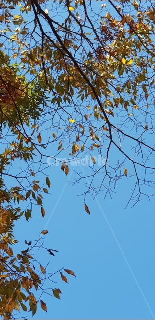 가을,단풍,하늘,나무,단풍잎,가을,계절,fall,autumn,season,leaf,잎,plant,식물,tree