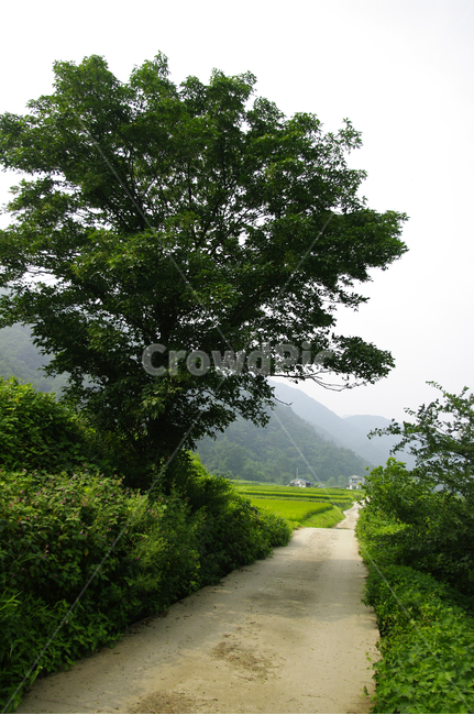 길,나무,풍경,시골,초록,자연,풍경,nature,landscape,outdoors,옥외