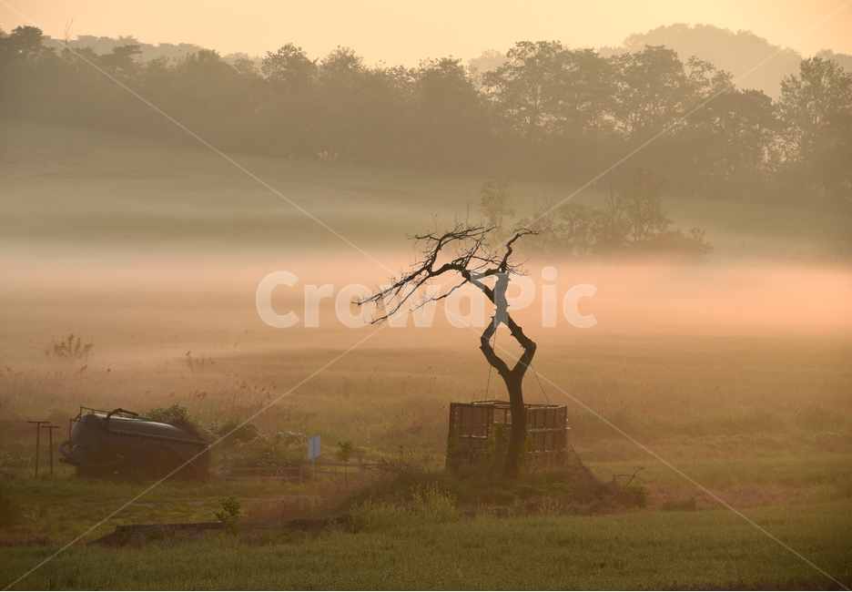 해,태양,일출,동틀녁,안개,물안개,sun,sunrise,fog,자연,풍경,nature,landscape,weather,날씨,outdoors,옥외,mist