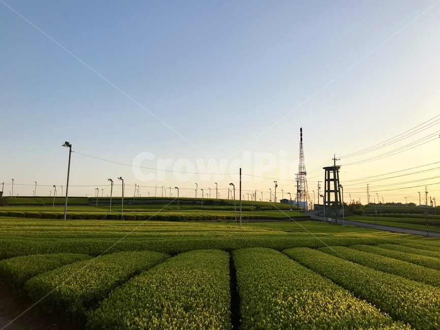 녹차밭,녹차,greentea,mountain,산,밭,자연,풍경,nature,landscape
