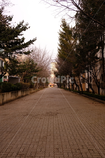 통로,나무,아파트단지,길거리,가로수