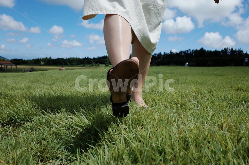 잔디,plant,식물,배경,맑음,푸른하늘,그린,초록,cloud