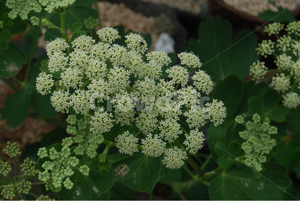 꽃,식물,야생화,자연,땅,식물,자연,plants,nature,꽃,flower