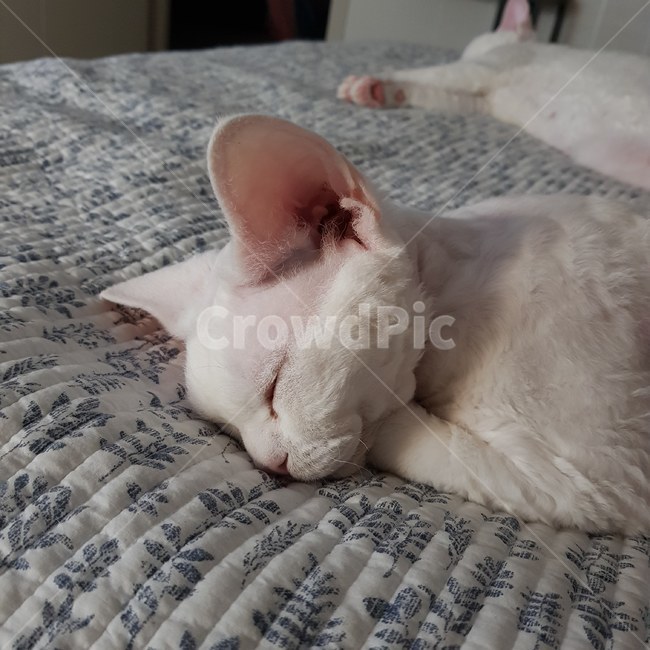 애묘,고양이,데본렉스,집고양이,희귀종