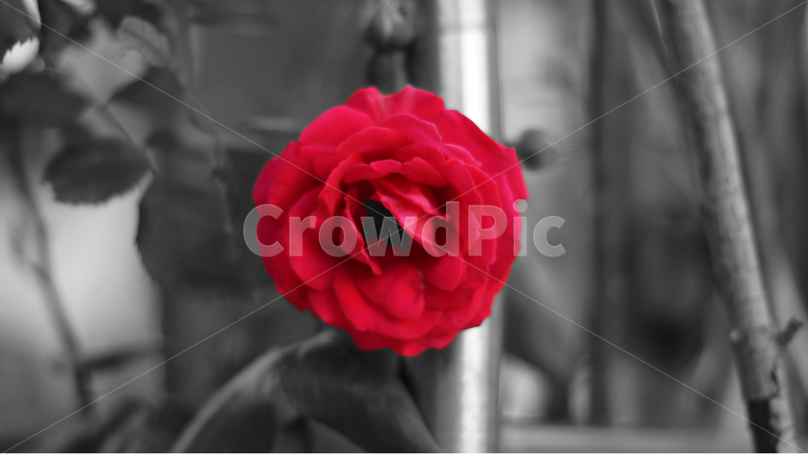 장미,꽃,흑백,빨간장미,대비,redrose,flower,rose,blackandwhite,contrast,black,focus,red,mood,warm,color,colorful,natural,식물,자연,plants,nature,꽃,flower,흑백,모노톤,monochrome,black and white