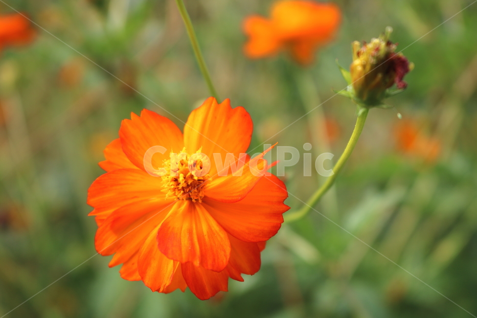 꽃,금계국,금계국꽃,국화,식물,국화과,야생화,자연,식물,자연,plants,nature,꽃,flower