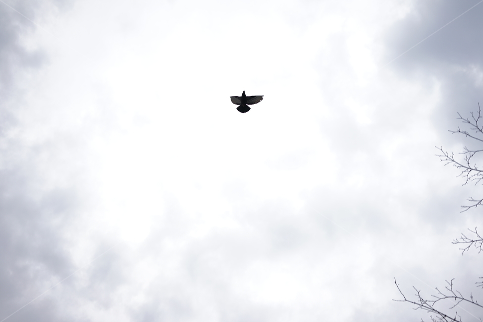 flying,animal,bird,새,비둘기,sky,하늘