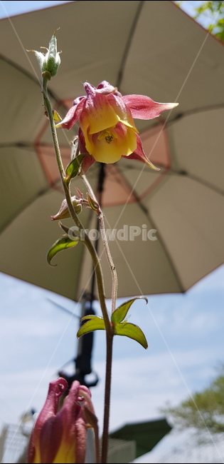 꽃,자연,식물,풀,들풀,들꽃,야생화,flower,plants,nature,배경,봄,여름