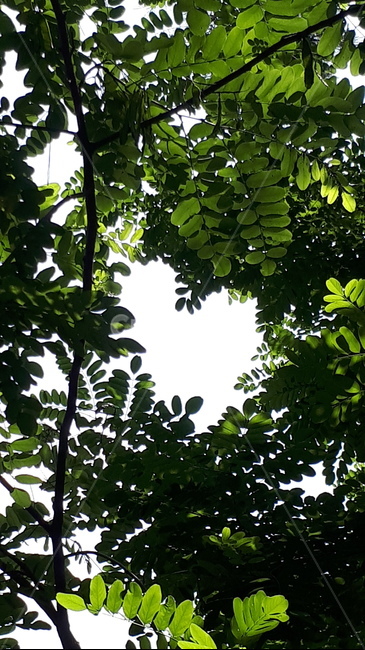 나뭇잎,하트,초록,heart,leaves