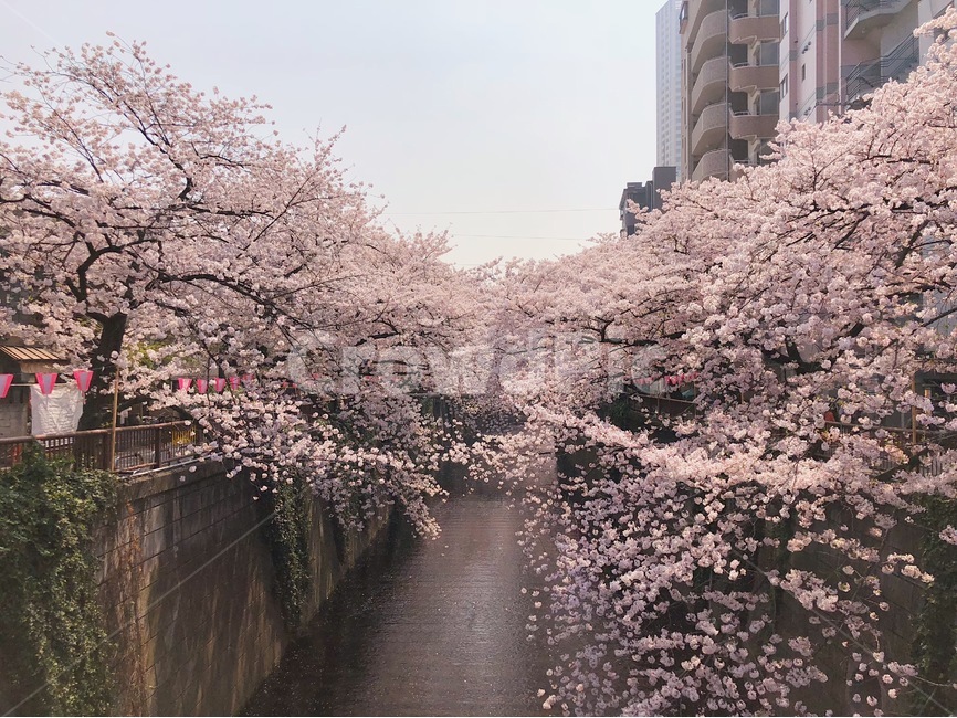 벚꽃,꽃,벚꽃축제,3월,도쿄,나카메구로,핑크,핑크색,blossom,flower,plant,식물