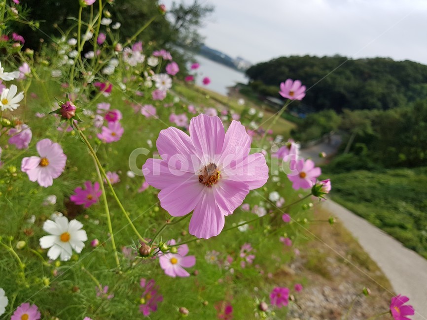 벌,bee,꿀벌,꽃,분홍색,flower,blossom,식물,자연,plants,nature,꽃,flower