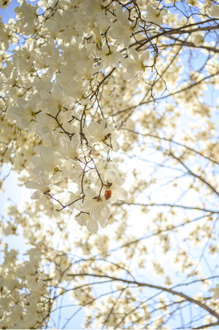 plant,식물,목련,봄,spring,봄꽃,꽃나무,흰색,하늘,흰꽃,white,sky