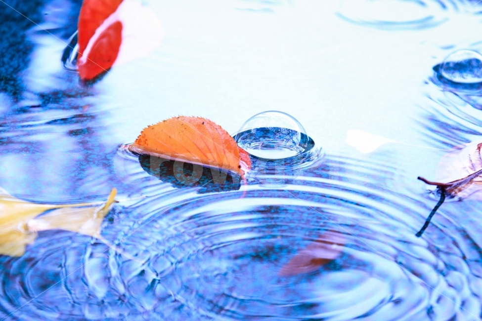가을,낙엽,비,물방울,은행잎,가을,계절,fall,autumn,season,색깔,색상,색채,색감,color sense,color sensitivity,feeling of color,water,물,outdoors,옥외