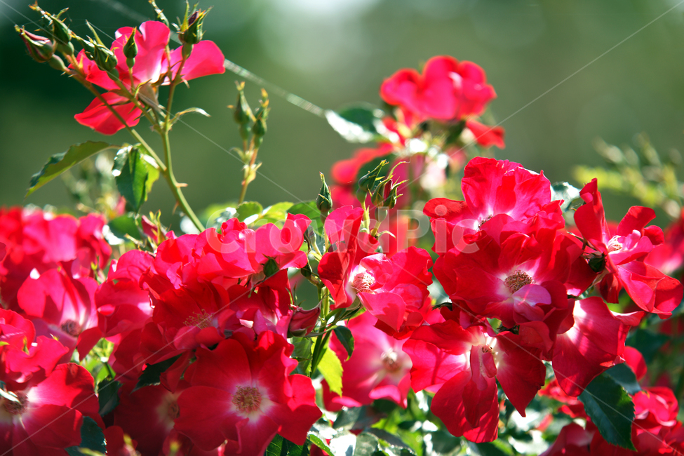 넝쿨장미,장미과,덩굴장미,열렬한사랑,관상용,식물,자연,plants,nature,꽃,flower