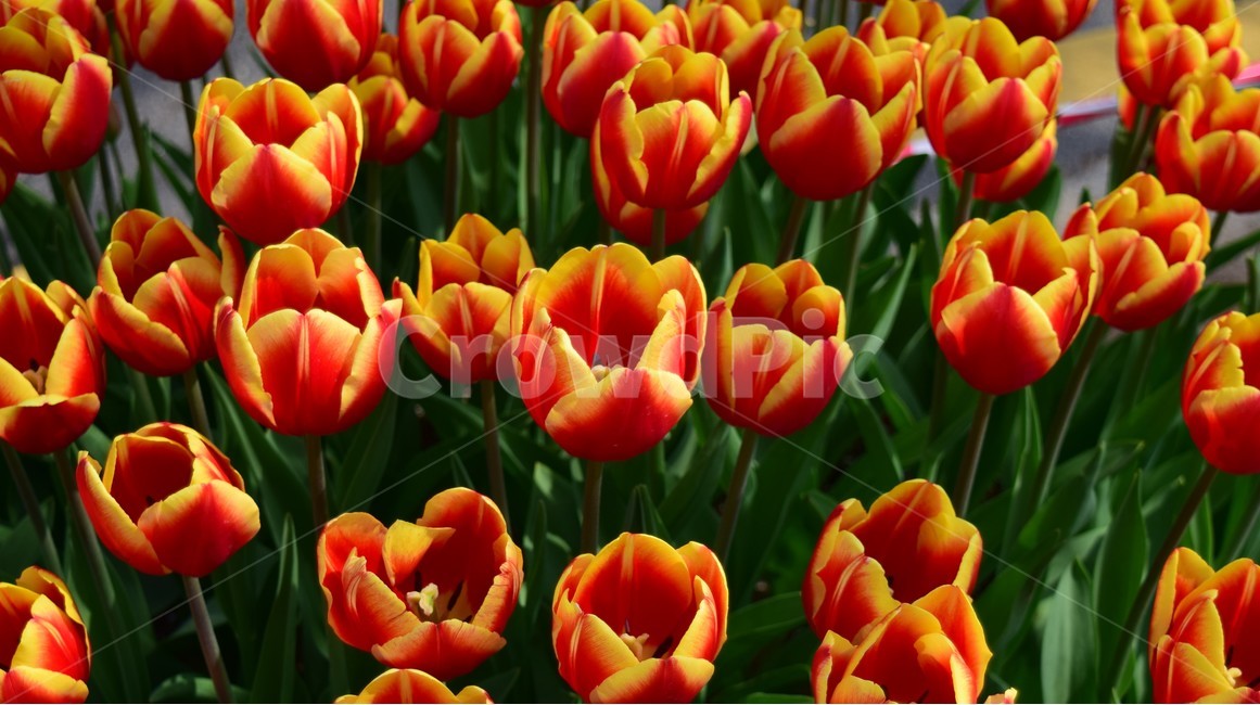 꽃,꽃들,자연,아름다움,장식,노랑,노란색,붉은색,나무,배경화면,flowers,flower,nature,beautiful,bright,decoration,background,floral,식물,자연,plants,nature,꽃,flower