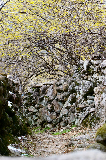 돌담,돌담길,산수유돌담길,산수유,꽃길,석담,돌,시골,시골길,시골마을,풍경,nature,landscape,road,stone