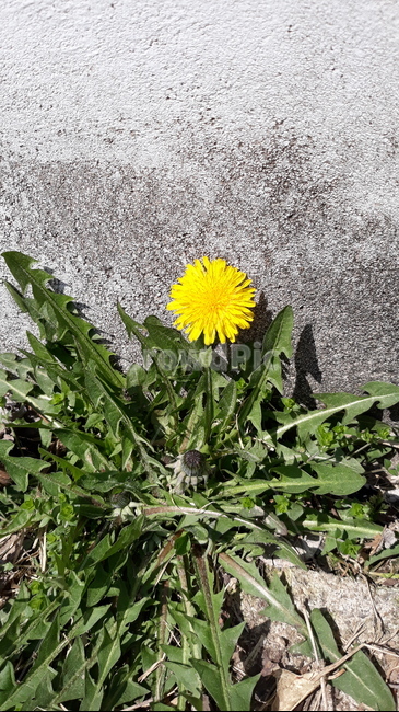 plant,식물,민들레,봄,봄꽃
