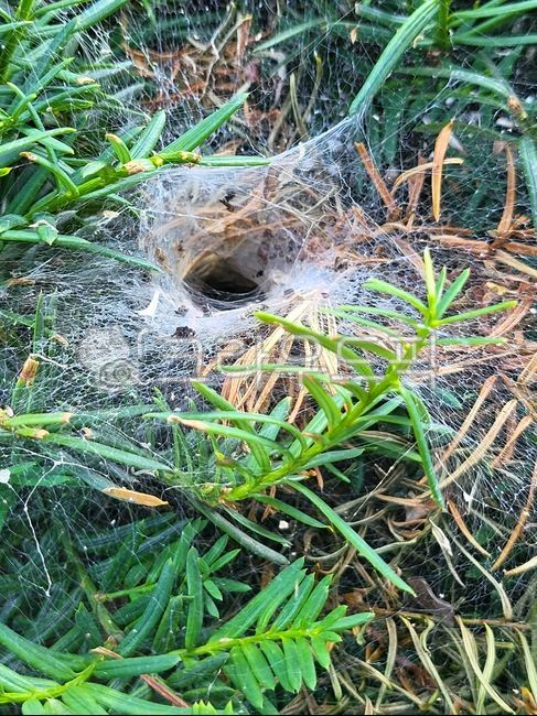 yew tree,yew tree,tree,landscape tree,green,spider web,spider house,spider