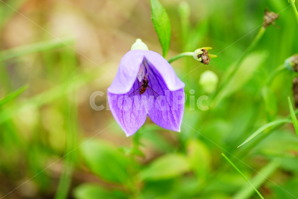 식물,plant,blossom,꽃,flower,도라지,식물,자연,plants,nature,꽃,flower